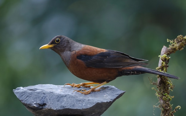 Photo grive des marrons (turdus rubrocanus) oiseau