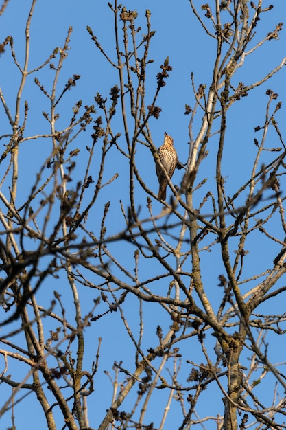 Grive musicienne (Turdus philomelos) chantant au soleil du printemps