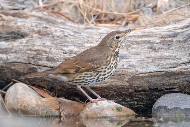 Grive musicienne Turdus philomelos Malaga Espagne