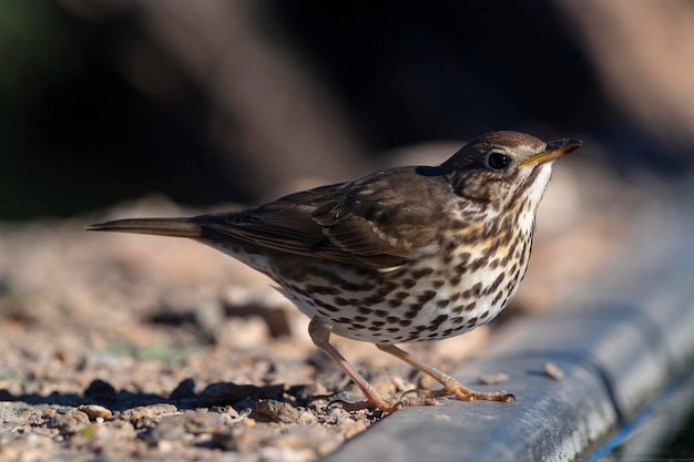 Photo grive musicienne turdus philomelos malaga espagne