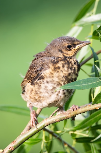 Grive nichée le Fieldfare sur la branche