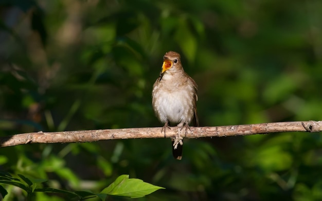 Grive Nightingale Luscinia luscinia A l'aube un oiseau est assis sur une branche et chante