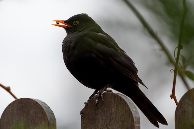 Grive noire chantant assis sur la clôture