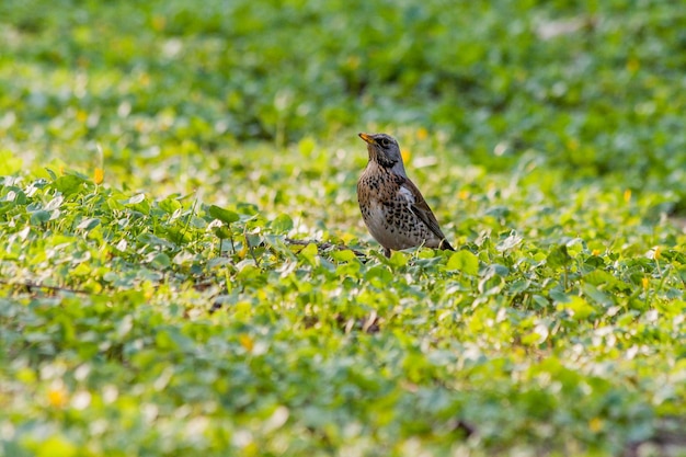 Grive d'oiseau dans l'herbe