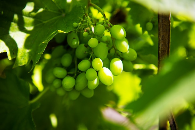 Grono de raisins verts dans le vignoble.