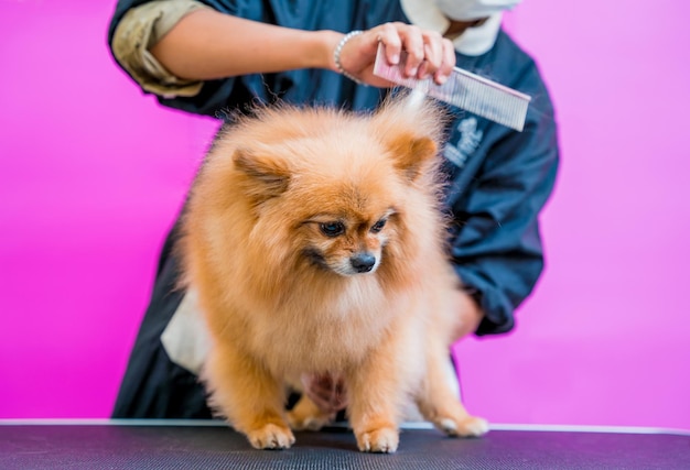 Groomer coupe Poméranie chien au salon de toilettage