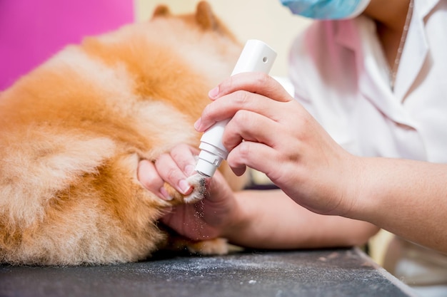 Groomer polissant les griffes d'un chien poméranien au salon de toilettage