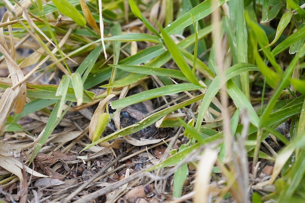 Gros anaconda en attente d'attaque dans l'herbe