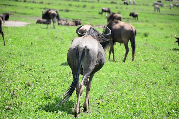 Un gros animal avec une longue queue marche dans un champ avec d'autres animaux.