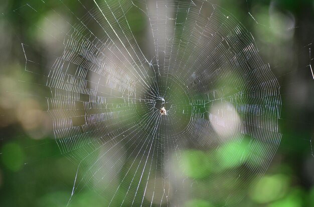 Photo en gros avec l'araignée qui tourne sa toile