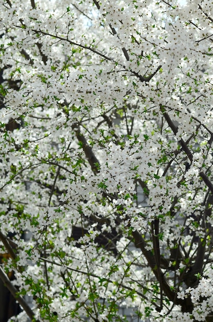 Gros arbre fleuri de pommier vert à fleurs blanches