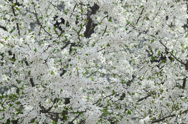 Gros arbre fleuri de pommier vert à fleurs blanches