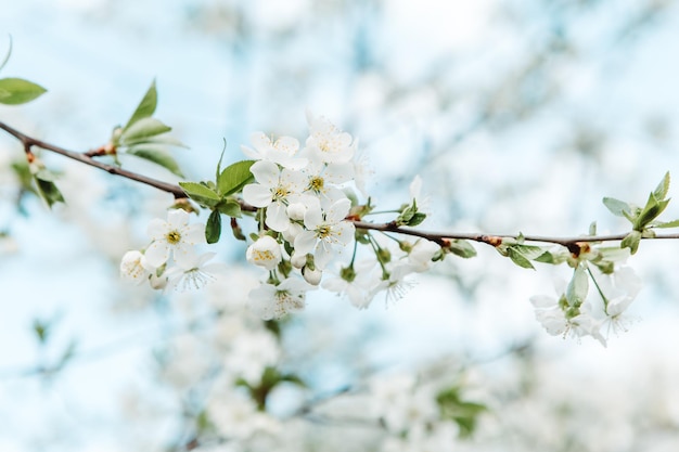 Gros arbre en fleurs blanches. Cerise, pomme, verger de Sakura. Feuilles de printemps, plante biologique, fleur