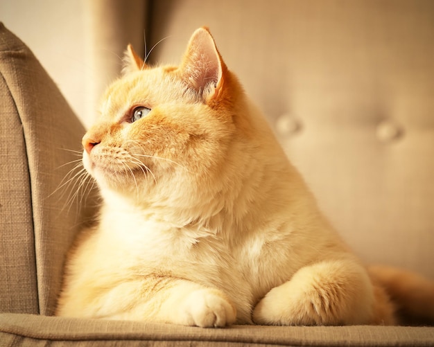 Gros beau chat heureux rouge et blanc profitant de la vie