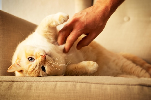 Gros beau chat heureux rouge et blanc profitant de la vie