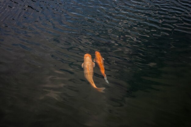 Gros beau poisson rouge à la surface de l'eau. Pêcher dans le lac.