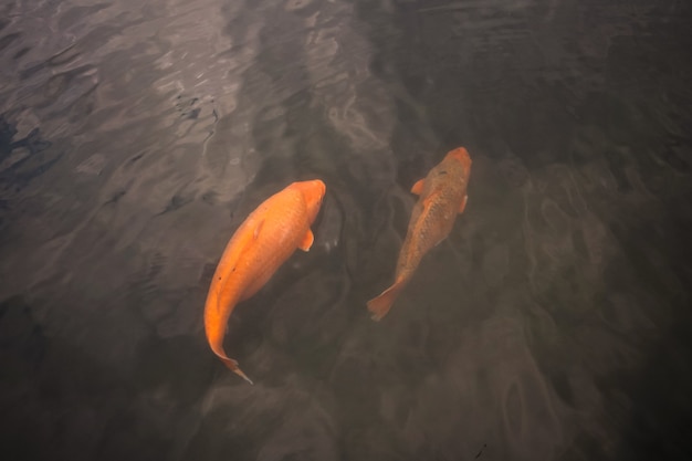 Gros beau poisson rouge à la surface de l'eau. Pêcher dans le lac.