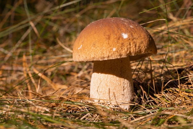 Gros beaux cèpes poussant dans la forêt