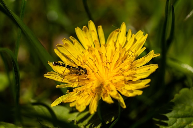 Gros beaux pissenlits jaunes printemps et été macro fond