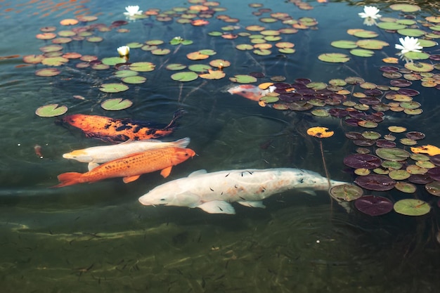 De gros beaux poissons nagent dans un étang avec des nénuphars un bel endroit calme pour se détendre