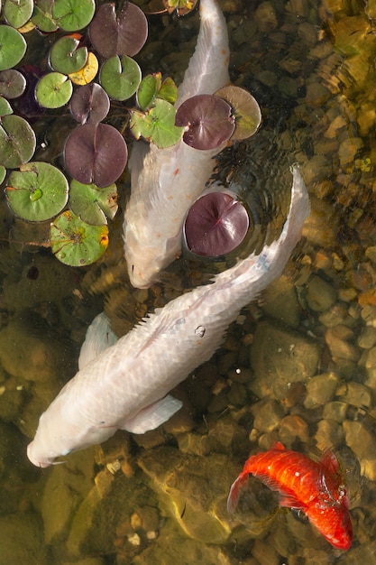 De gros beaux poissons nagent dans un étang avec des nénuphars, un bel endroit calme pour se détendre