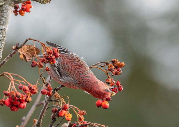 Gros bec, Pinicola enucleator, oiseau mâle se nourrissant de baies de Sorbus