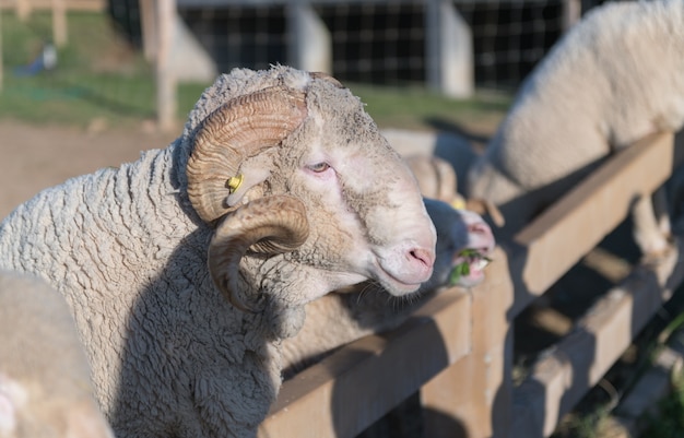 Gros béliers ou moutons Arles Merino sur une vue de côté à la ferme