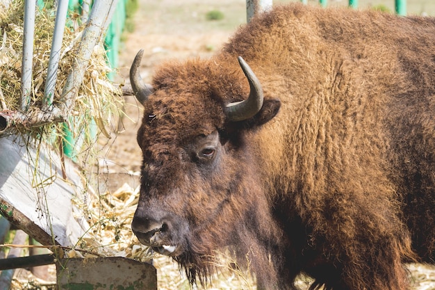 Gros bison brun près de la mangeoire dans la réserve_