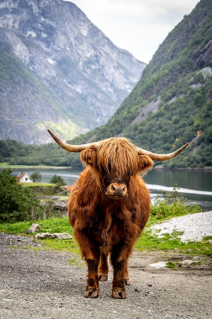 Gros boeuf musqué dans son habitat Paysage naturel en arrière-plan