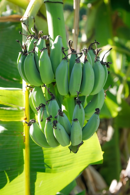 Le gros bouquet de bananier non mûr. La banane verte crue fraîche et naturelle est accrochée à un arbre. Bananes crues dans la jungle