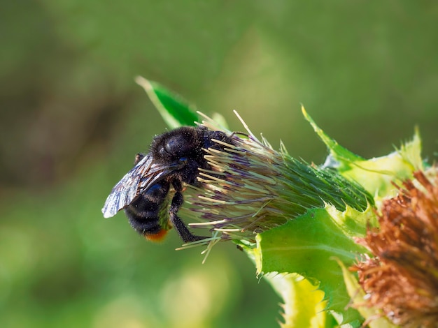 Gros bourdon noir Bombus lapidarius