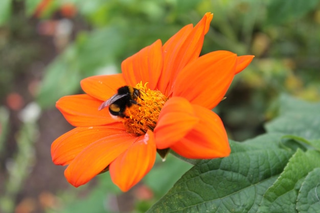 Gros bourdon se repose sur la fleur de chrysanthème chinois Fleur de chrysanthème chinois