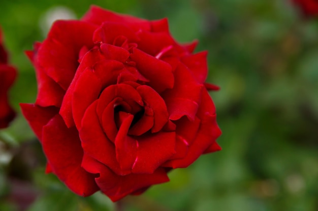 Photo gros bourgeon de belle rose de velours rouge