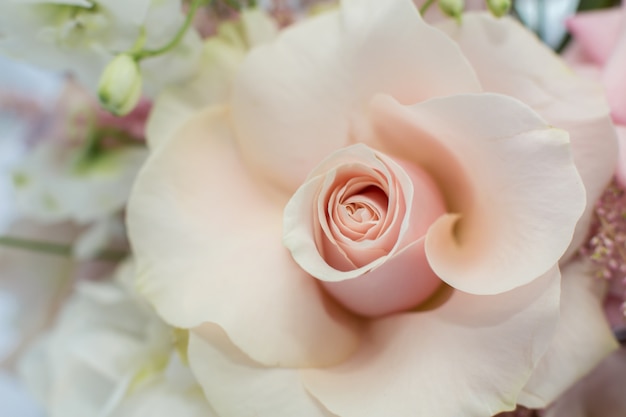 Gros bouton délicat de rose rose fraîche aux pétales dépliés. Décoration d'événement avec des fleurs fraîches