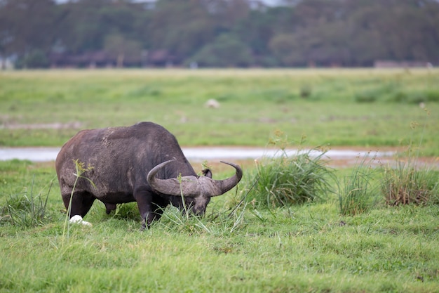 Un gros buffle dans la prairie de la savane