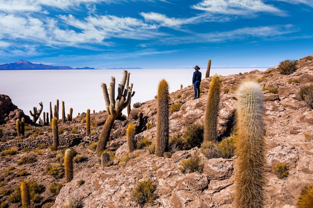 Gros cactus sur l'île d'Incahuasi Salar de Uyuni Altiplano Bolivie
