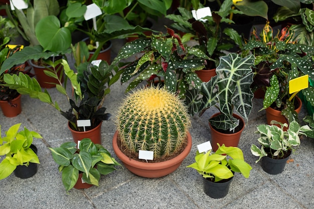 Gros cactus en pot avec différentes plantes d'intérieur