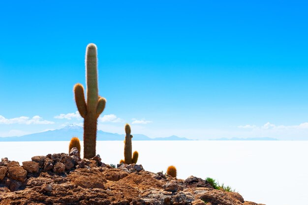 Gros cactus verts sur l'île d'Incahuasi, salar de Uyuni, Altiplano, Bolivie. Paysages d'Amérique du Sud