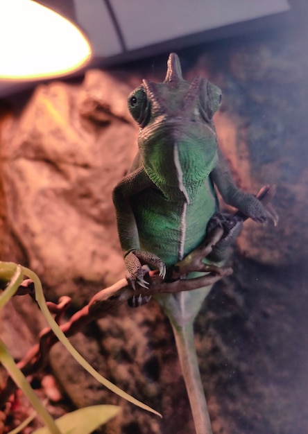 Gros caméléon vert derrière une vitre ressemble de près