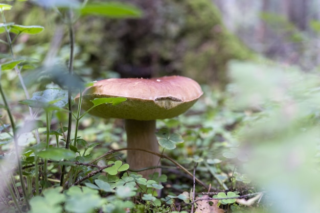 Gros cèpes cèpes champignons d'automne cueillette de champignons loisirs dans la nature produits naturels blanc noble