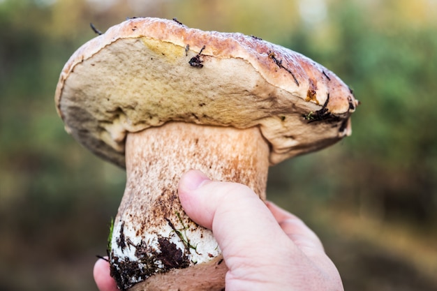 Gros champignon blanc à la main sur la forêt d'automne