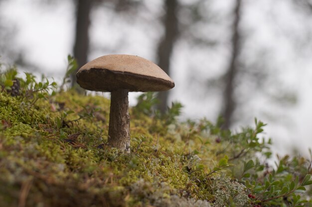 Gros champignon dans la forêt. Fermer