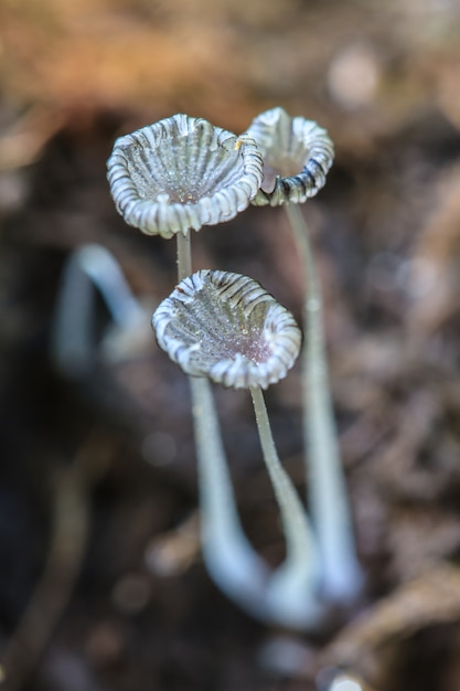 gros champignon dans la forêt profonde