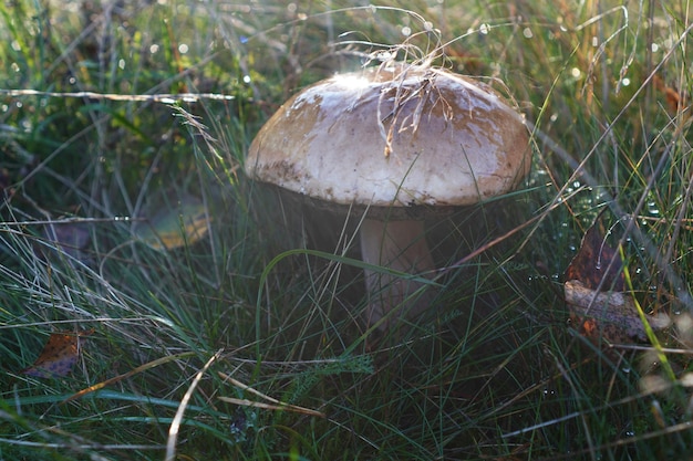 gros champignon dans l'herbe