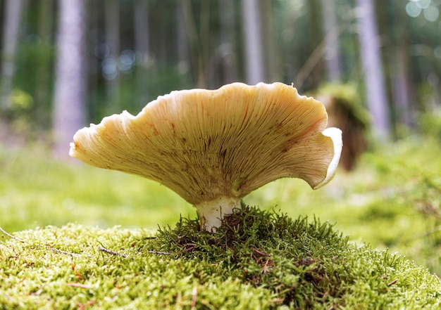 gros champignon sur un pré vert