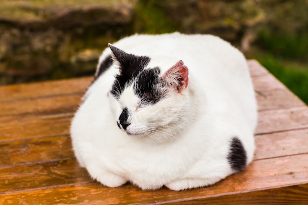 Gros chat assis