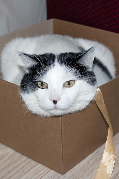 Gros chat blanc assis dans une boîte