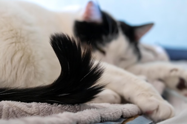 Un gros chat blanc dort sur un lit