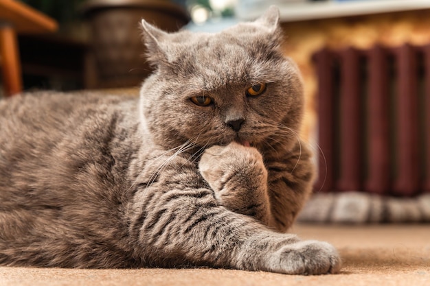 Un gros chat britannique gris est allongé sur le sol et se lèche la patte.