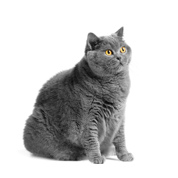 Gros chat British shorthair assis devant un fond blanc